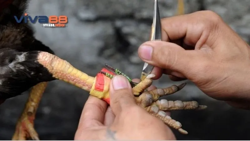 cach-cat-cua-ga-meo-hieu-qua