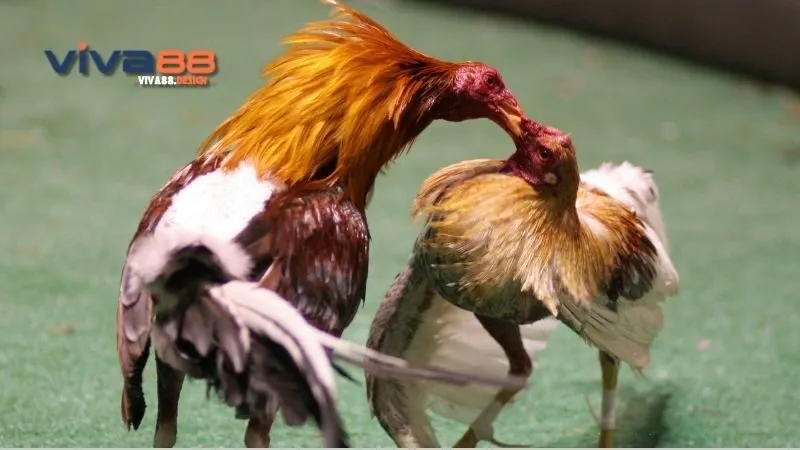 da-ga-asil-cua-sat-meo-hay